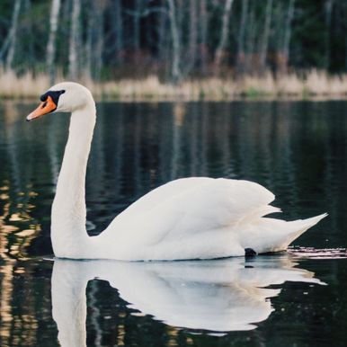 Mitt lugnande reträtt i naturen.